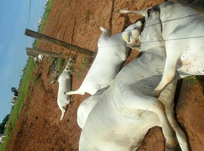 Os animais estavam perto da cerca quando foram atingidos pelo raio (foto: Teresa Rodrigues)