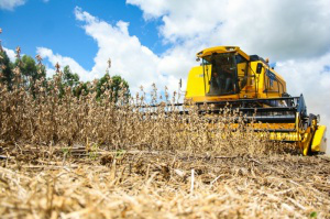 Além da soja, arroz e milho são responsáveis pela maioria da produção nacional (Foto: Marcos Ermínio)