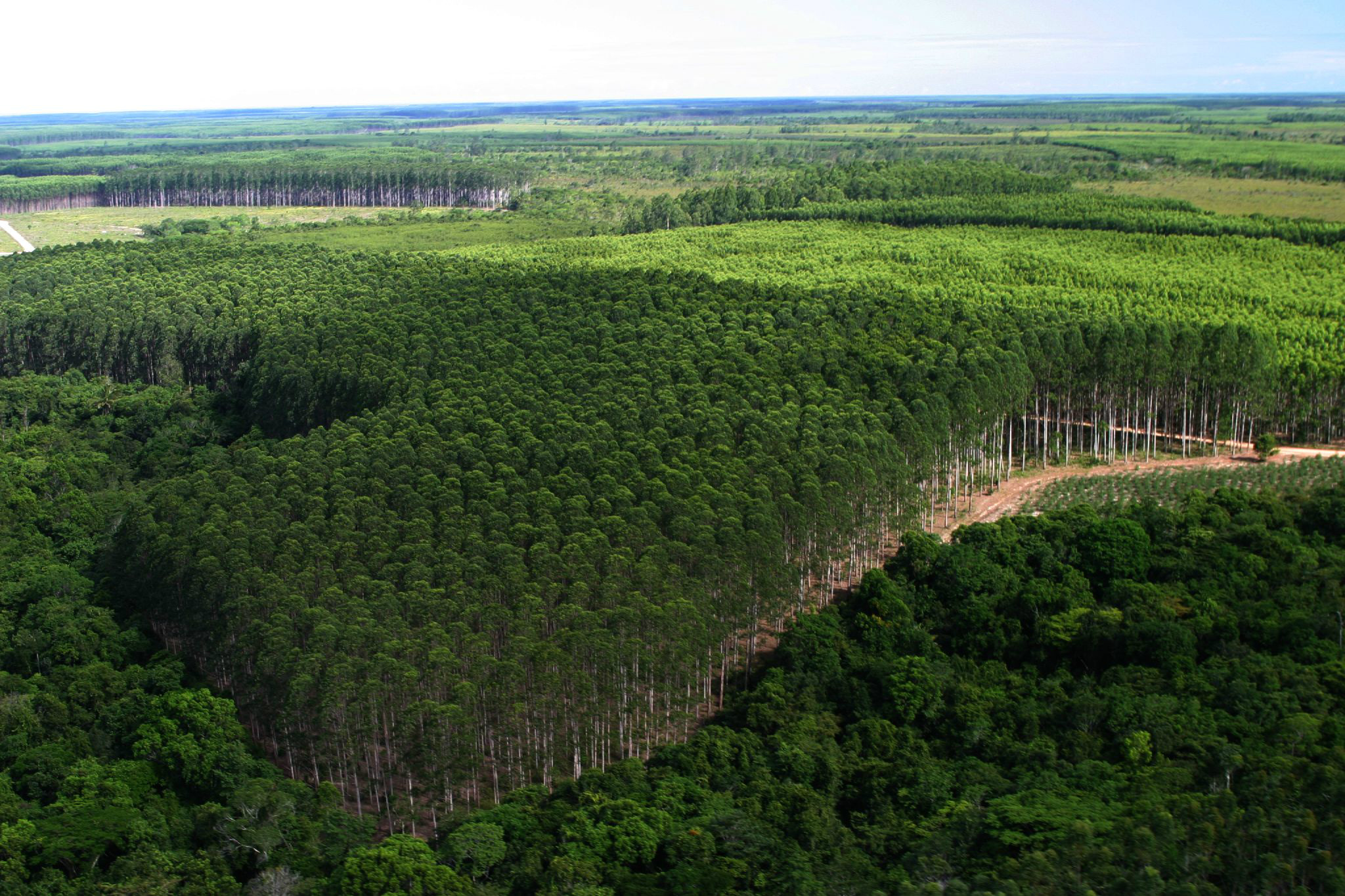 Produtores estão arrendando suas terras no município. Foto: Reprodução