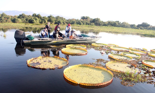 Pantanal é a único destino que une pesca com contemplação da natureza, como a vitória-régia da Serra do Amolar, em Corumbá. Foto: Sílvio Andrade