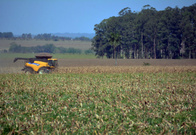 Pecuaristas estão deixando criação bovina e diversificando produção com agricultura e florestas, diante das dificuldades - Foto: Paulo Ribas / Correio do Estado