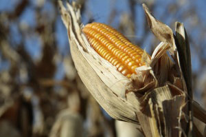 Produção de milho deve diminuir 8,2 %, em relação ao ciclo anterior Foto: Campo Grande News