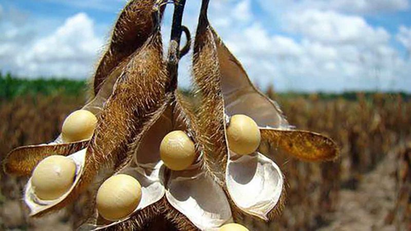 Soja está entre as culturas que tiveram evolução na faixa entre Campo Grande e Cassilândia - Arquivo