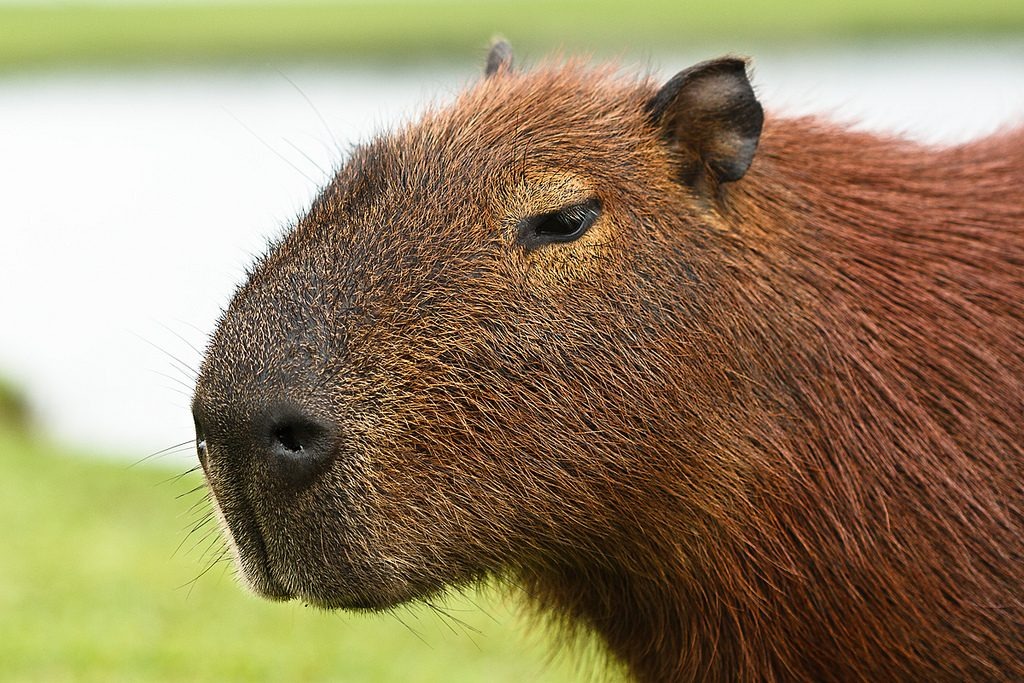 O corpo da capivara foi socorrido pela Financial Ambiental. Foto: Portal do Animais