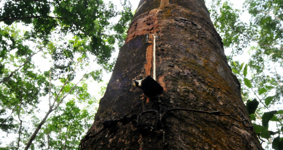 Extração de látex inicia no próximo ano na região de Cassilândia - Foto: Valdenir Rezende/Correio do Estado