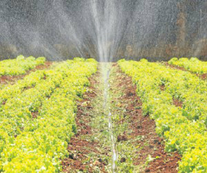 Hortas de alface só sobrevivem graças à irrigação (Foto: Correio do Estado)