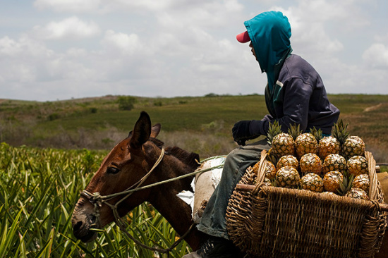 Trabalhador em colheita de abacaxi no Rio Grande do Norte; alimento tem alto teor de agrotóxicos