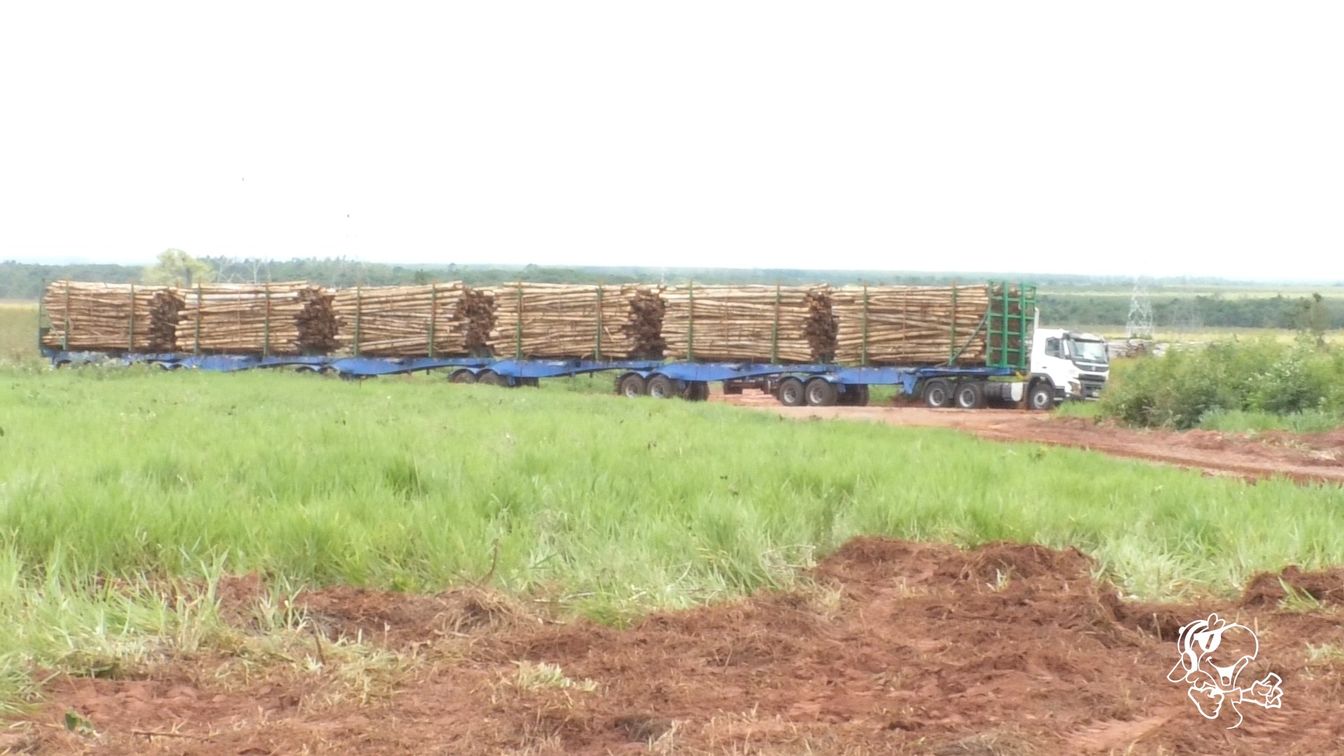 Chamado de hexatrem, o veículo mede 52 metros e conta com seis semirreboques engatados,com capacidade de transporte de até 200 toneladas de toras de eucaliptos numa única carga. Foto: Hugo Leal/Rádio Caçula.